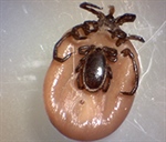 GCC Research: Ticks, diseases they carry are on the rise