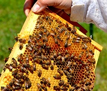 Apiary Abuzz: Bee Project at GCC enjoys sweet success